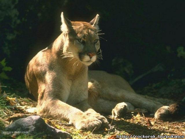 real_puma_alerte