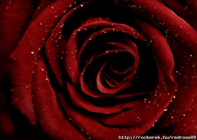 Dark-Red-Rose-Wallpapers