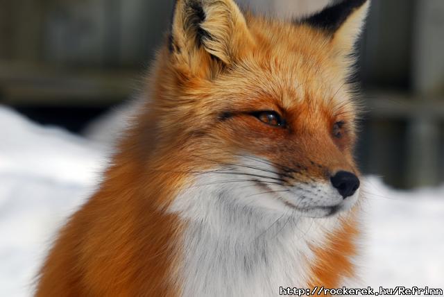 red_fox_beautiful