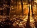 Autumn_Forest_in_the_Sun