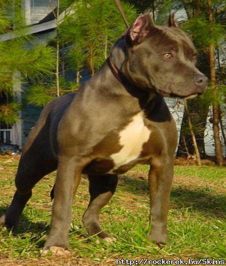 PitBull