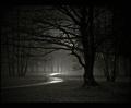 forest-night-dark