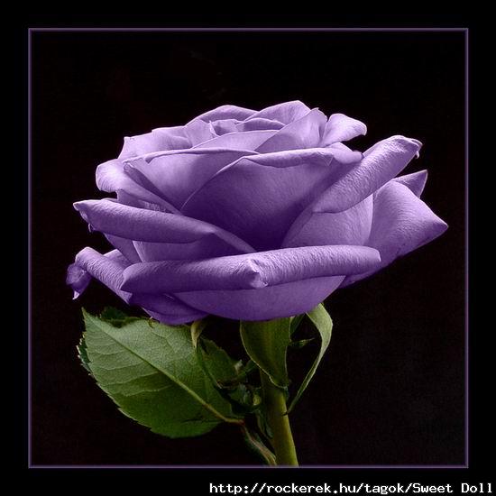 16705757.purplerose2_origi