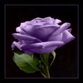 16705757.purplerose2_origi