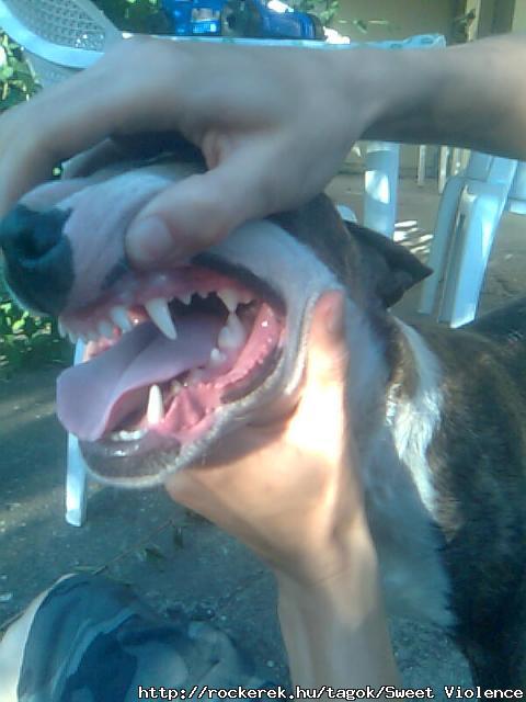 Hra kutyusom fogai :D