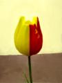 kegyetlen szp tulipn :)