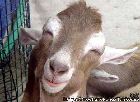 smiley goat