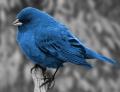 kék madááár