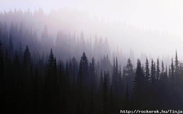 wood_background_coniferous_darkness_fog_haze_57316_3840x2400