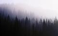 wood_background_coniferous_darkness_fog_haze_57316_3840x2400