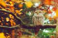 41710-autumn-owl