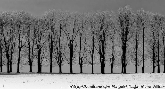 black-and-white-shimmering-tree-line-john-mcgill