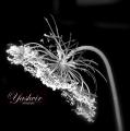 abstract-art-black-and-white-3147-hd-wallpapers