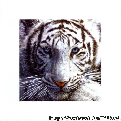 White-Tiger-Print-C12965341