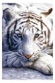 white-tiger-pp30282