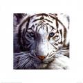 White-Tiger-Print-C12965341