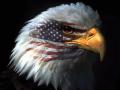 eagle-eye-american-flag