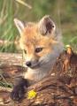 red_fox_kit