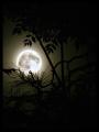 Sötét Hold