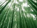 bambusz-014