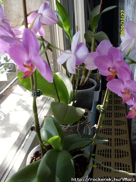 egyik orchidem....