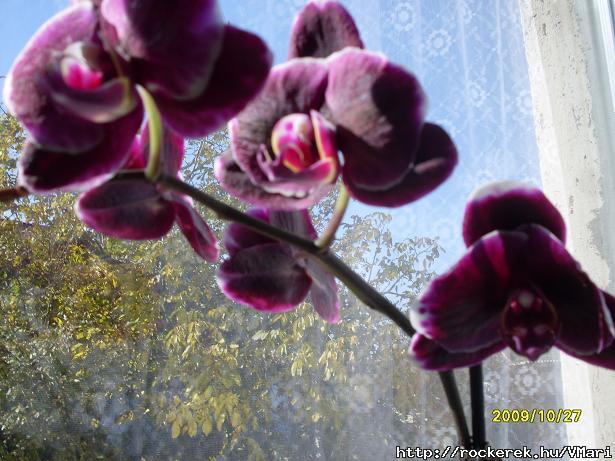 msik orchidem...mg van pr:)