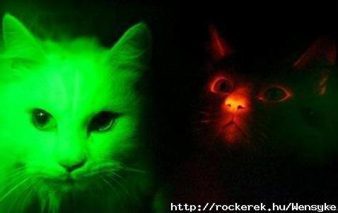glow-in-the-dark-cats