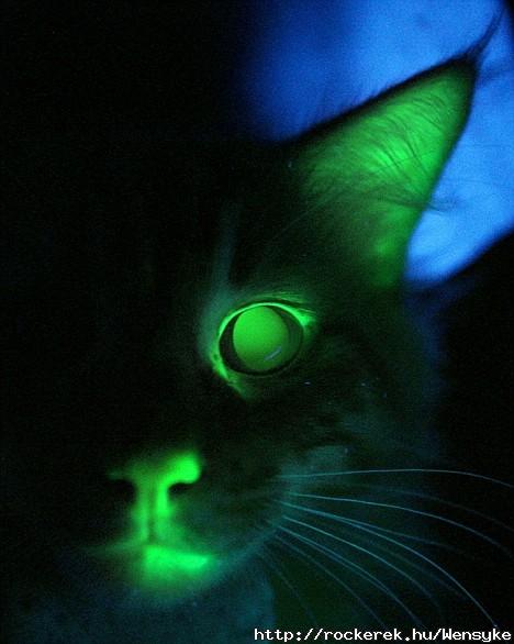 glowcat