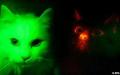 glow-in-the-dark-cats
