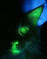glowcat