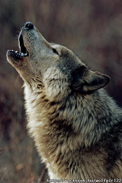 0726-AWOLVES-VERT-wolf-howling-wolves-ENVIRONMENT-ANIMALS-ENDANGERED_full_600