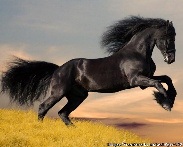 Arab_horse