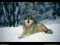 Wolf-Wallpaper-save-the-alaskan-wolves-8026347-1024-768