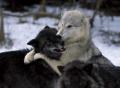 living-with-wolves-2