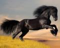 Arab_horse
