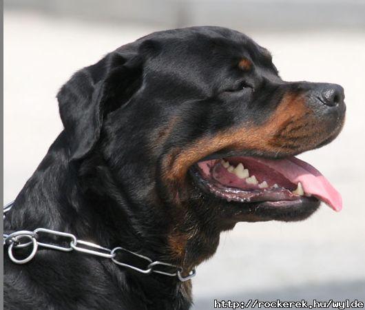 Dog Of King : Rottweiler