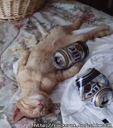 drunk-cat