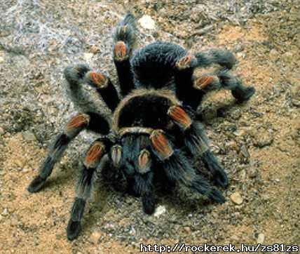 tarantula_l