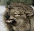 angry_wolf