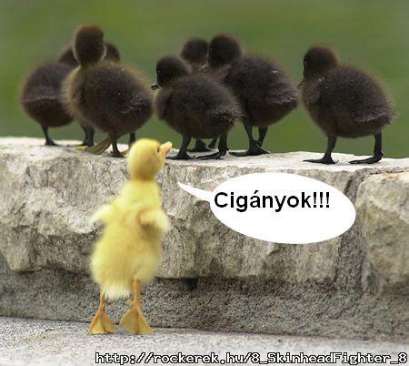 Cignyok