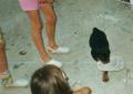 pici lops