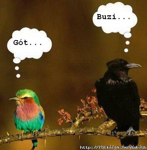 surfin bird