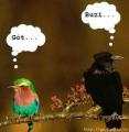 surfin bird