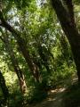 Margit-sziget ahogy n ltom (1.)