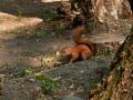 Margit-sziget ahogy n ltom (3.)
