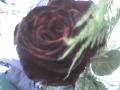 Red-black roseom*.*