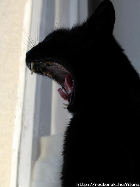Loki :-)