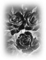 roses-drawing