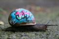alvinlady