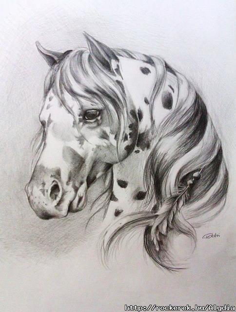 appaloosa